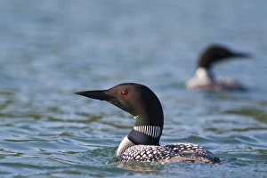 Common Loon in morning light on Whitefish Lake in Montana