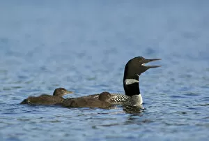Images Dated 19th August 2006: Common loon near Rudder Bay, Kabetogama Lake, Voyageurs National Park, Minnesota, USA