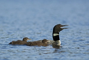 Images Dated 19th August 2006: Common loon near Rudder Bay, Kabetogama Lake, Voyageurs National Park, Minnesota, USA