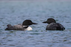 Couple Prints: Common Loon Pair