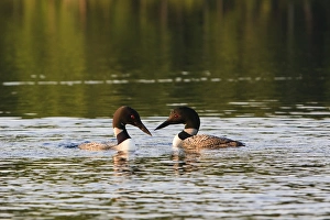 White Mountain Prints: Common loons, Gavia immer, on White Lake in Tamworth, New Hampshire