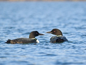 Wet Land Prints: Common Loons in morning light on Whitefish Lake in Montana