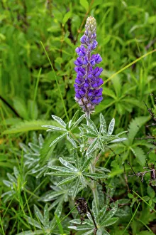 Common lupine wildflower in Utah