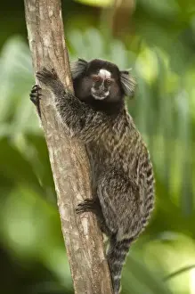Looking At Camera Prints: Common Marmoset or White-tufted-ear Marmoset (Callithrix jacchus) Sugar Loaf
