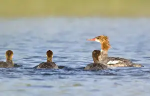 Brood Prints: Common Merganser hen with brood of chicks in Whitefish Lake in Montana