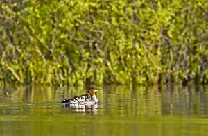 Whitefish Prints: Common merganser with newborn chicks hitching a ride on mothers back in Whitefish Lake