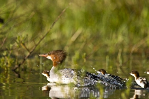 Images Dated 5th June 2011: Common merganser with newborn chicks in Whitefish Lake, Montana, USA
