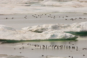 Images Dated 3rd July 2006: common murre, Uria aalge, and thick-billed murre, Uria lomvia, flocks on ice floes