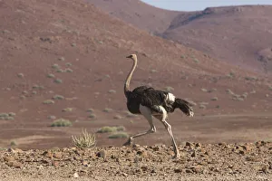 Ostrich Prints: Common Ostrich, Struthio camelus, struts through rocky plains of the Damaraland region