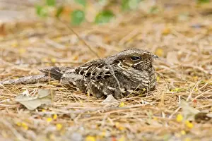 Birding Prints: Common Paraque (Nyctidromus albicollis) sleeping in leaf litter on ground where it