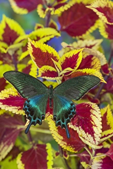 The Common Peacock Swallowtail Butterfly, Papilio bianor