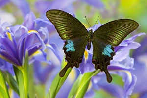 Wings Prints: The Common Peacock Swallowtail Butterfly, Papilio Polyctor