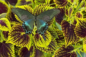 The Common Peacock Swallowtail Butterfly, Papilio bianor