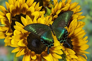The Common Peacock Swallowtail Butterfly, Papilio bianor