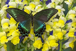 Images Dated 29th November 2014: The Common Peacock Swallowtail Butterfly, Papilio bianor
