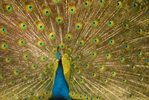 Common Peafowl (Pavo Cristatus) peacock displaying in courtship ritual. Captive