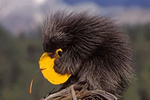 Quill Prints: common porcupine