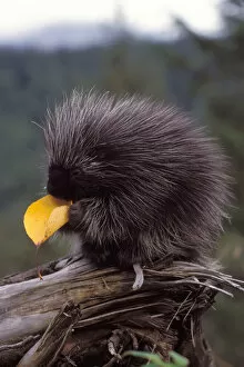 Images Dated 9th November 2005: common porcupine, Erethizon dorsatum, eating a cottonwood tree leaf in the foothills