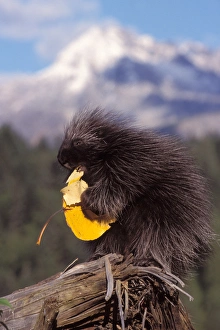 Images Dated 9th November 2005: common porcupine, Erethizon dorsatum, eating a cottonwood tree leaf in the foothills