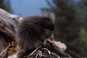 Images Dated 4th October 2006: common porcupine, Erethizon dorsatum, feeding on high brush cranberry leaves, Takshanuk mountains