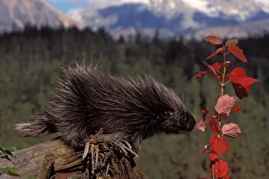 common porcupine, Erethizon dorsatum, feeding on high brush cranberry leaves, Takshanuk mountains