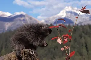 Quill Prints: Common porcupine feeding on high brush cranberry leaves, foothills of Takshanuk mountains