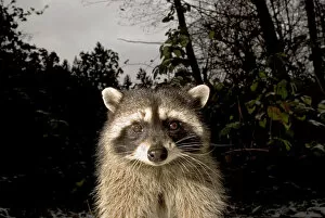 Images Dated 1st December 2007: Common raccoon, Procyon lotor, Stanley Park, British Columbia