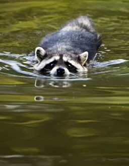 Images Dated 15th June 2005: Common Raccoon, Procyon lotor, Stanley Park, British Columbia