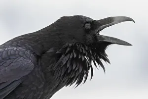 Ken Archer Prints: Common raven calling