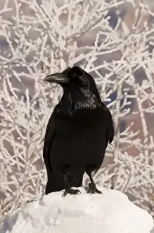 Communication Prints: Common raven (Corvus corax) begs for food along the snowy south rim of Grand Canyon National Park