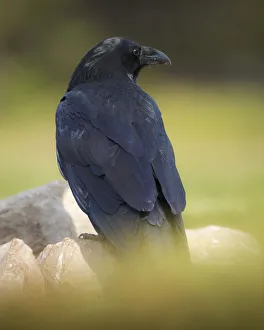 Images Dated 1st October 2015: Common Raven, Corvus corax, West Yellowstone, Montana, wild