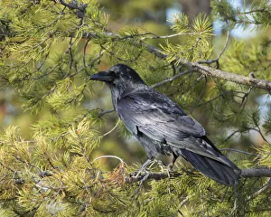 Mountains Prints: Common Raven, Corvus corax, West Yellowstone, Montana, wild