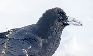 The common raven (northern raven) is a large all-black passerine bird found across