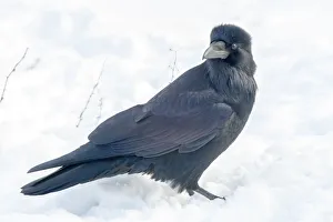 Raven Prints: The common raven (northern raven) is a large all-black passerine bird found across