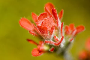 Images Dated 14th July 2006: Common red paintbrush, Castilleja miniata, California