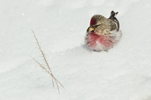 Images Dated 10th February 2013: Common Redpole