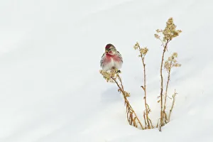 Yellowstone Prints: Common Redpole; Wintery Survivor
