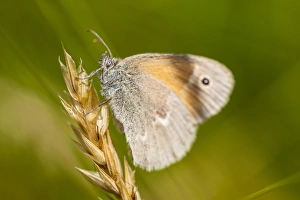 Images Dated 30th May 2012: Common ringlet butterfly, Coenonympha tullia, in a field at Phillips Farm in Marshfield