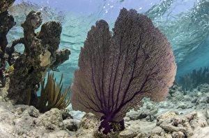 Images Dated 15th May 2015: Common Sea Fan (Gorgonia ventalina), Lighthouse Reef Atoll, Belize, Central America