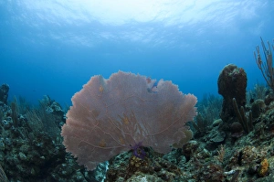 Images Dated 27th May 2015: Common Sea Fan (Gorgonia ventalina), Ambergris Caye, Belize, Central America