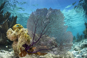 Images Dated 19th May 2015: Common Sea Fan (Gorgonia ventalina), Lighthouse Reef Atoll, Belize, Central America