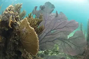 Images Dated 29th December 2010: Common Sea Fan (Gorgonia ventalina) Coral Reef Island, Belize Barrier Reef. Second