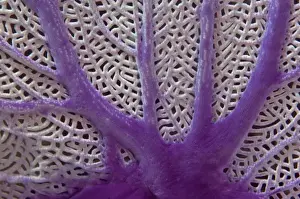 Barrier Reef Prints: Common Sea Fan (Gorgonia ventalina) Coral Reef Island, Belize Barrier Reef. Second