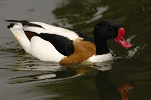 Images Dated 14th May 2006: Common Shelduck (Tadorna tadorna) CAPTIVE Slimbridge Wildfowl and Wetlands Trust