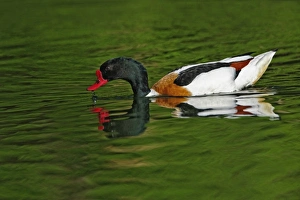 Images Dated 22nd April 2009: Common Shelduck, Tadorna tadorna