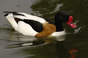 Shelduck Prints: Common Shelduck (Tadorna tadorna) CAPTIVE Slimbridge Wildfowl and Wetlands Trust