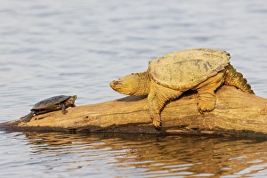 Images Dated 10th June 2024: Common snapping turtle on log with painted turtle in wetland, Marion County, Illinois