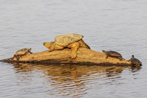 Images Dated 10th June 2024: Common snapping turtle on log with Painted Turtles in wetland, Marion County, Illinois