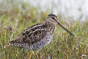 Common Snipe