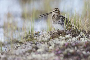 Shorebird Prints: Common Snipe calling